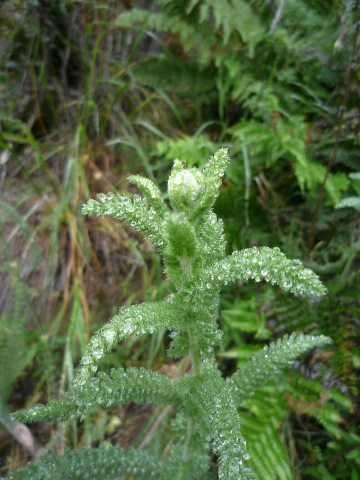 High Resolution Achillea millefolium Bud